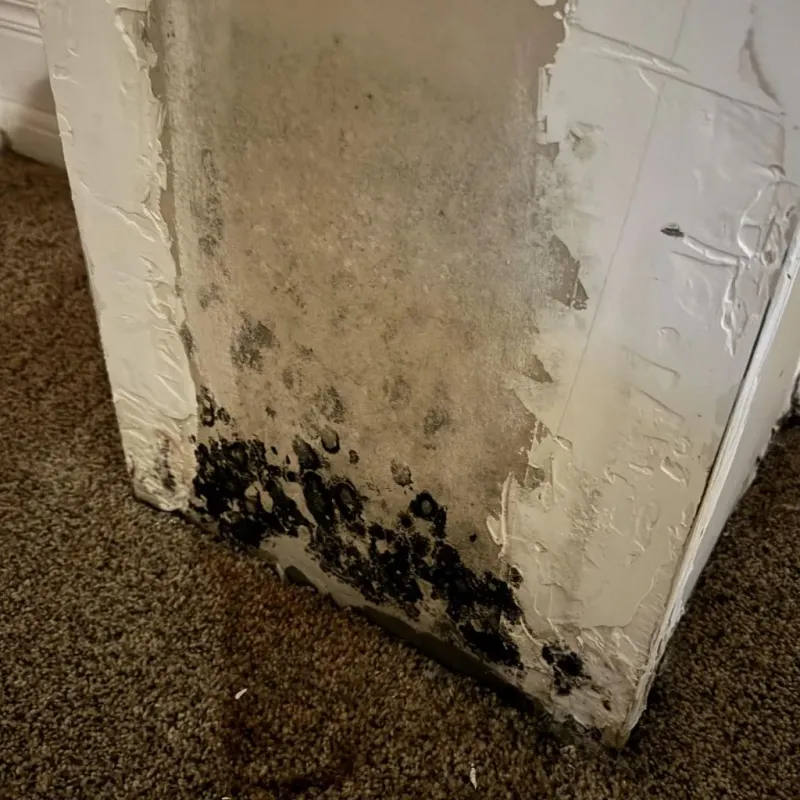 Professional Mold Removal in City and County of San Francisco, CA